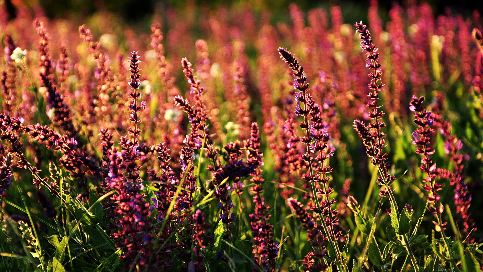 当节奏大师降临，奥斯梅恩如何引领比利时对抗尼斯的战术风暴