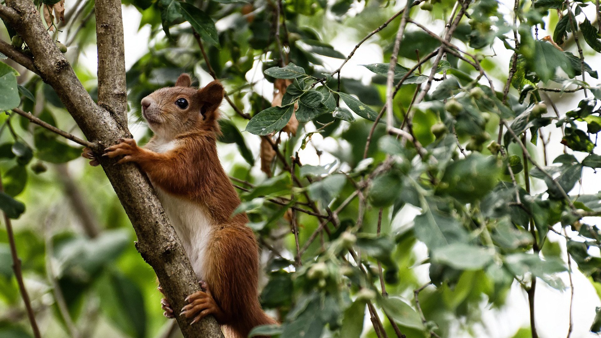 冷门背后的足球哲学，乌拉圭如何用反现代足球战术拿下挪威