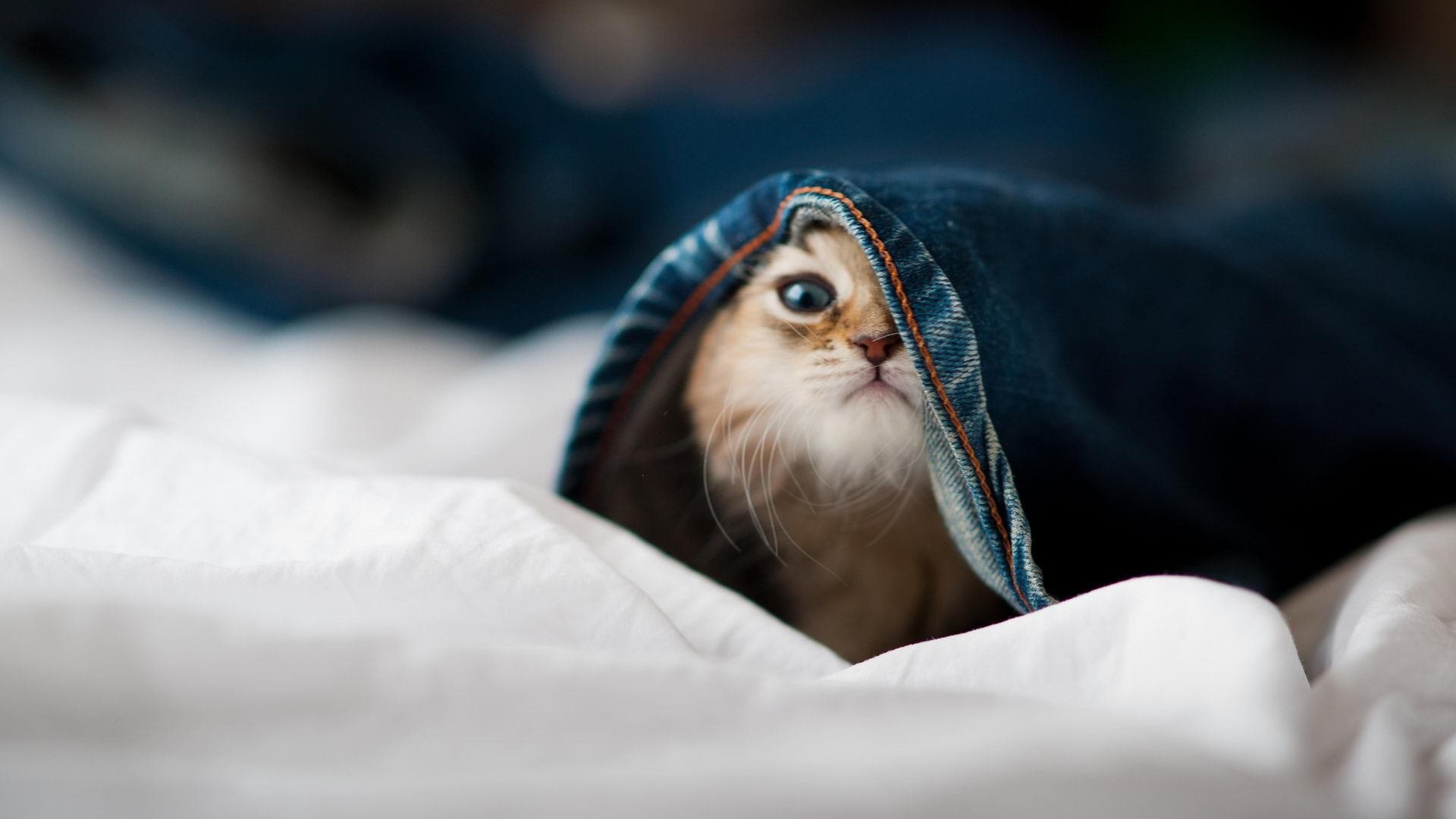 开云体育官网-王权终归萨城！末节风暴席卷标靶中心，贝恩一剑封喉定乾坤