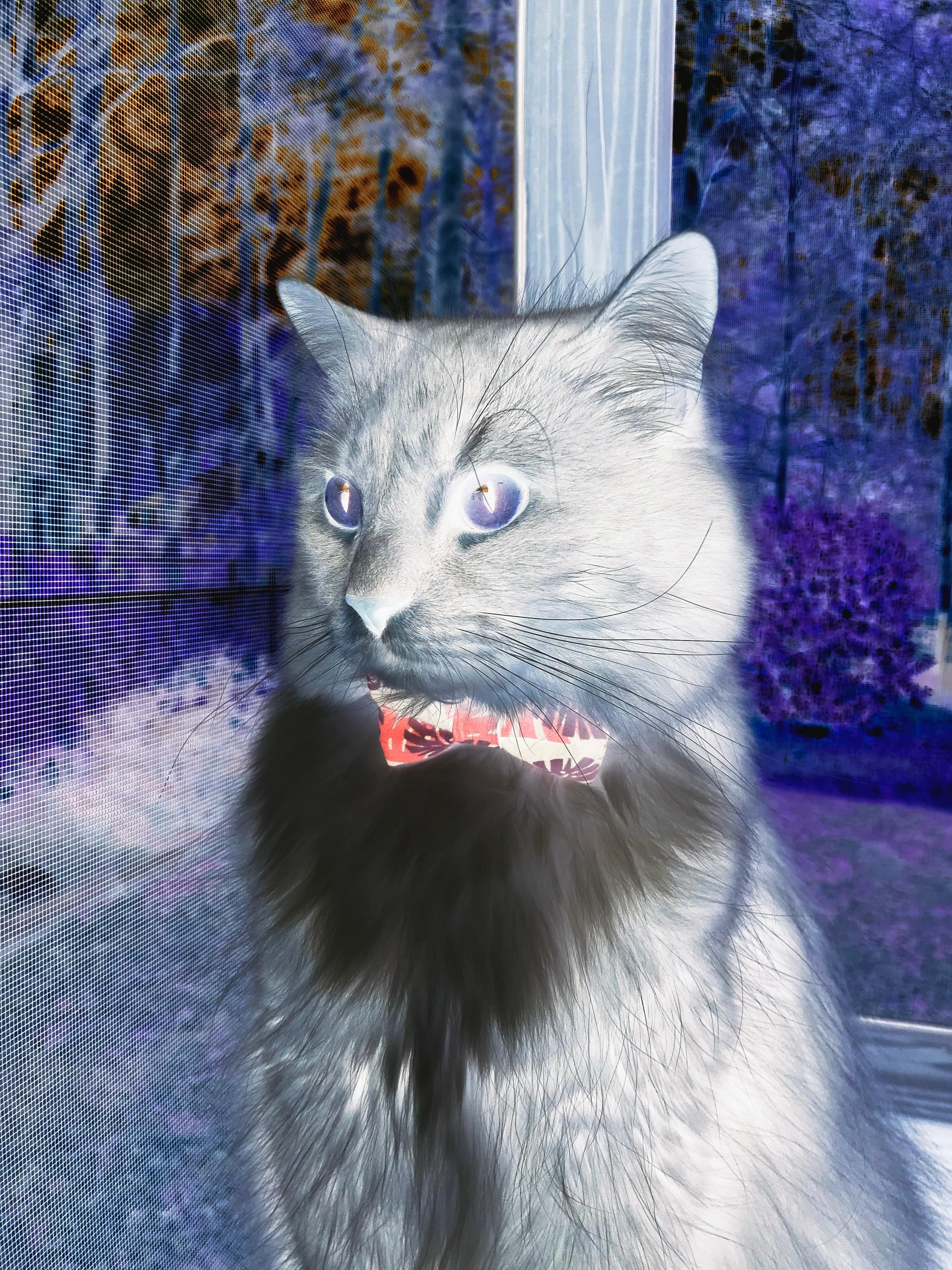 疾速英雄，F1年度争冠之夜，福登如何临危受命改写历史？