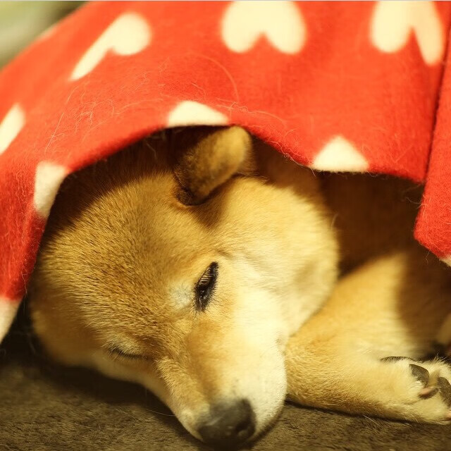 布雷默的里程碑，爱尔兰与智利对决中的历史性时刻